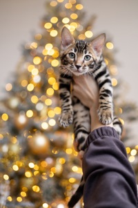 Кошенята шоу-клас чистокровні, лагідні, здорові