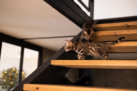 Кошенята шоу-клас чистокровні, лагідні, здорові