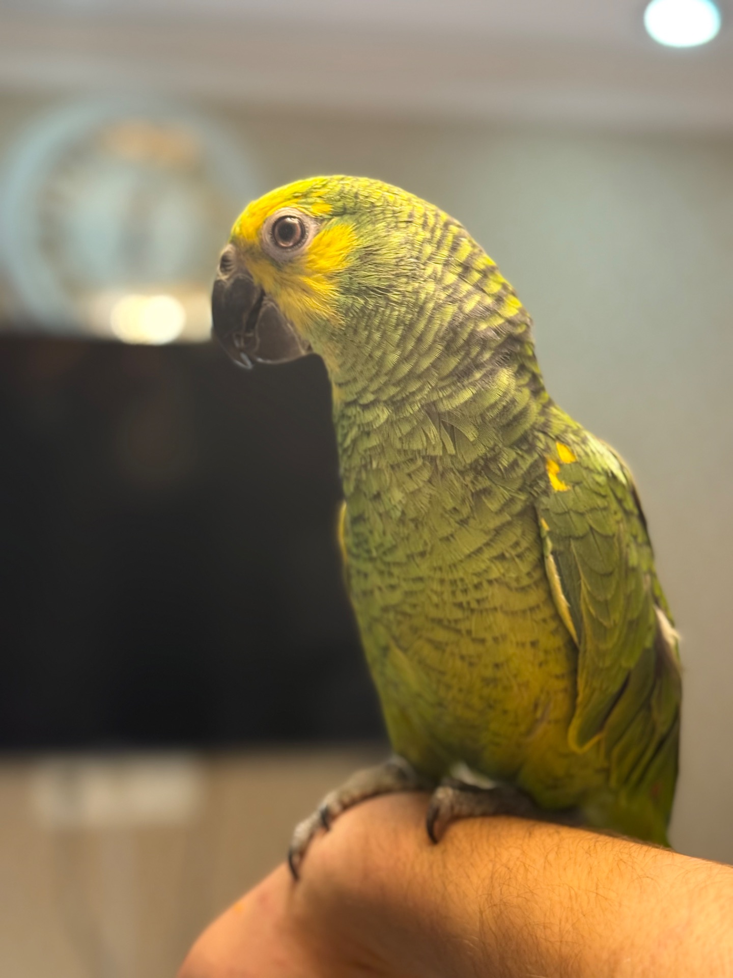 Папуга Амазон синьоокий пташенята