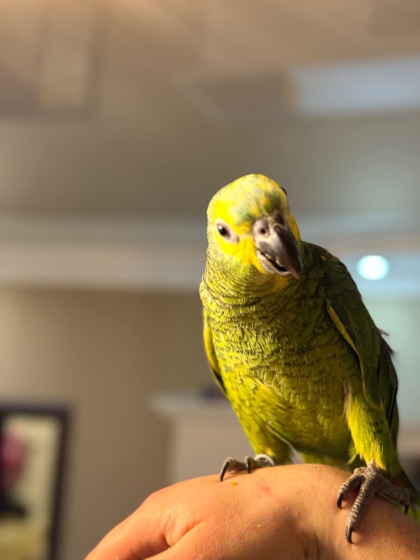 Папуга Амазон синьоокий пташенята