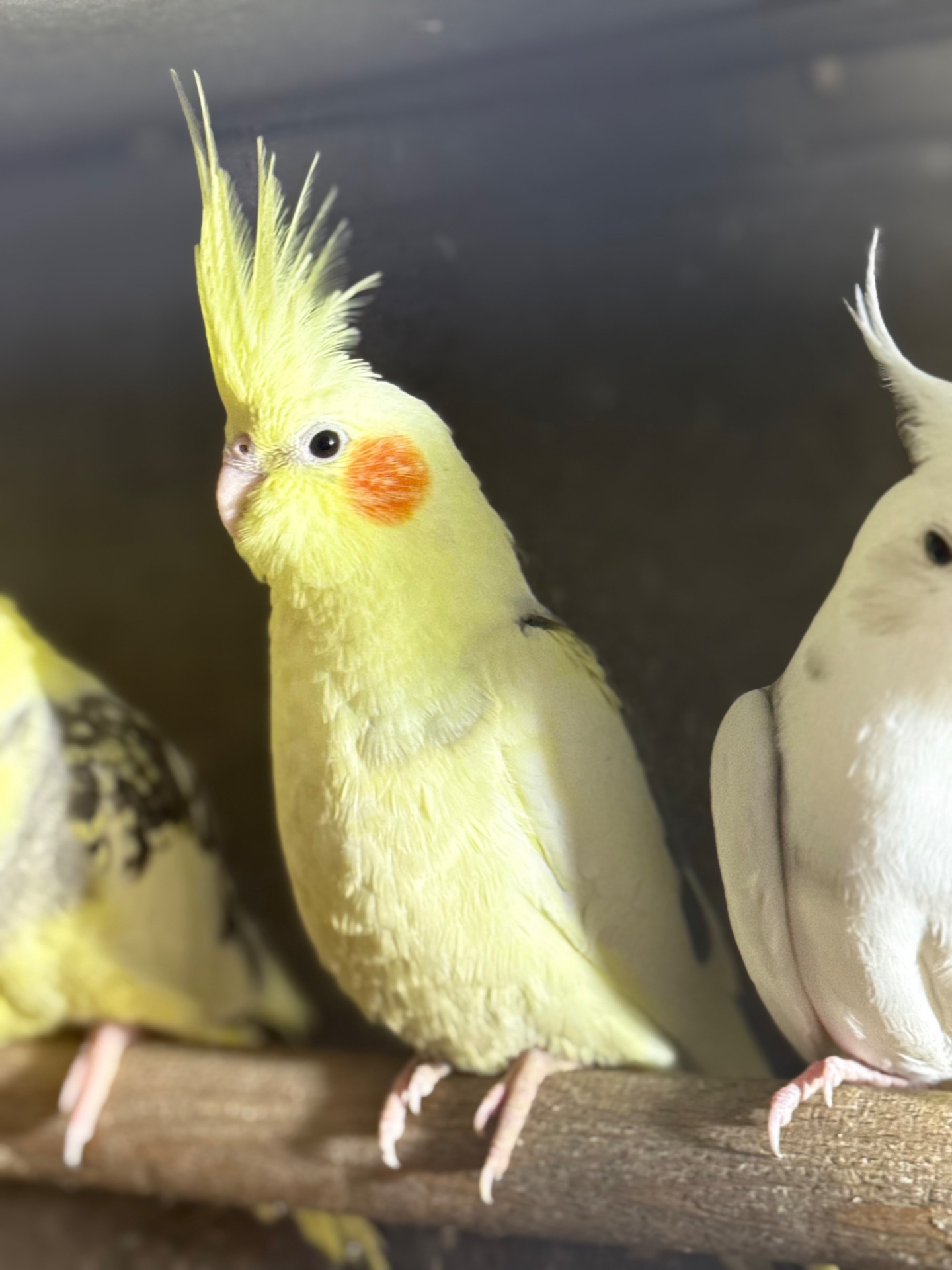 Чарівні папуги Корелла, молоді пташенята