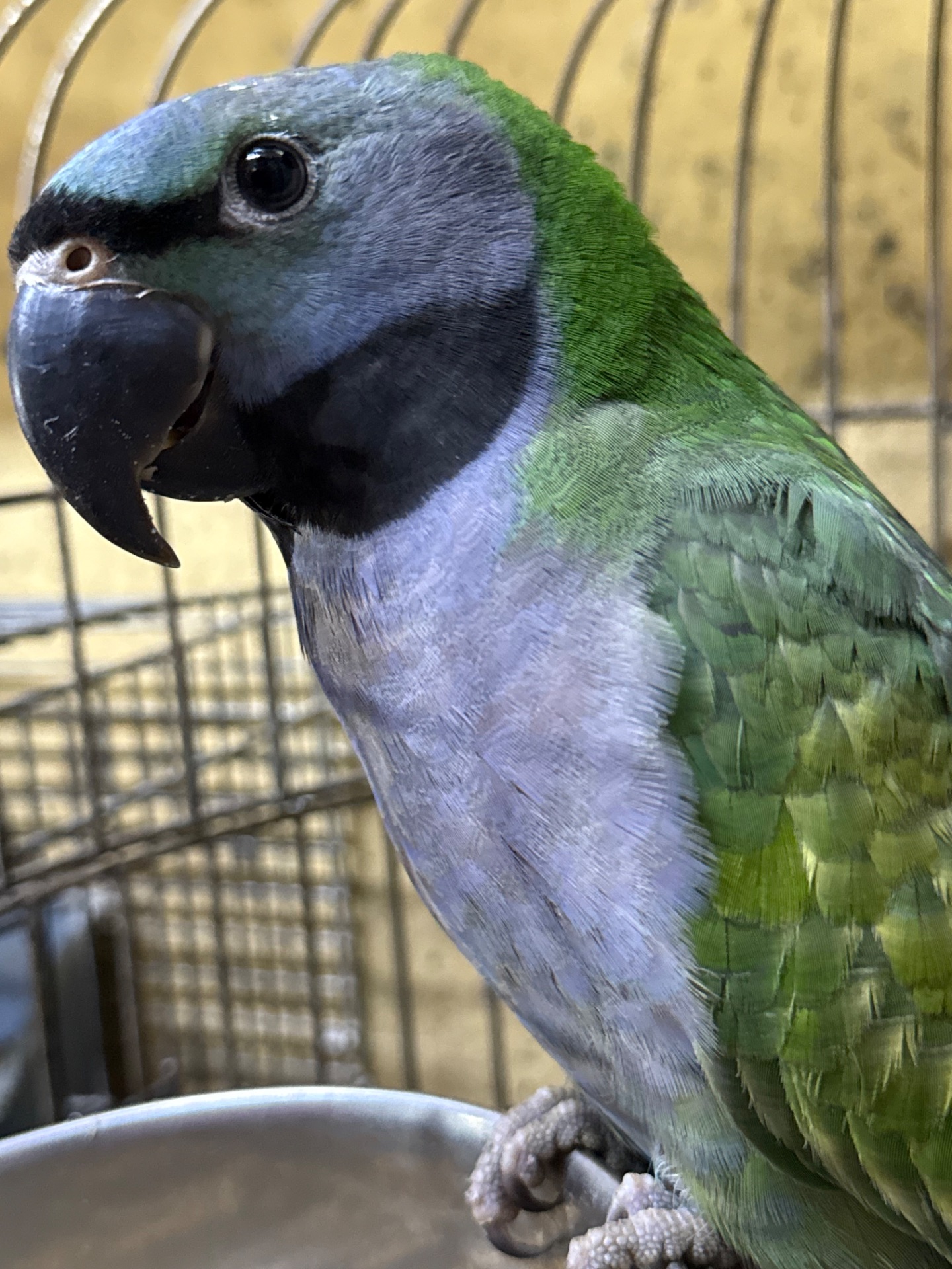 Папуга які гарно говорат Китайські намистові