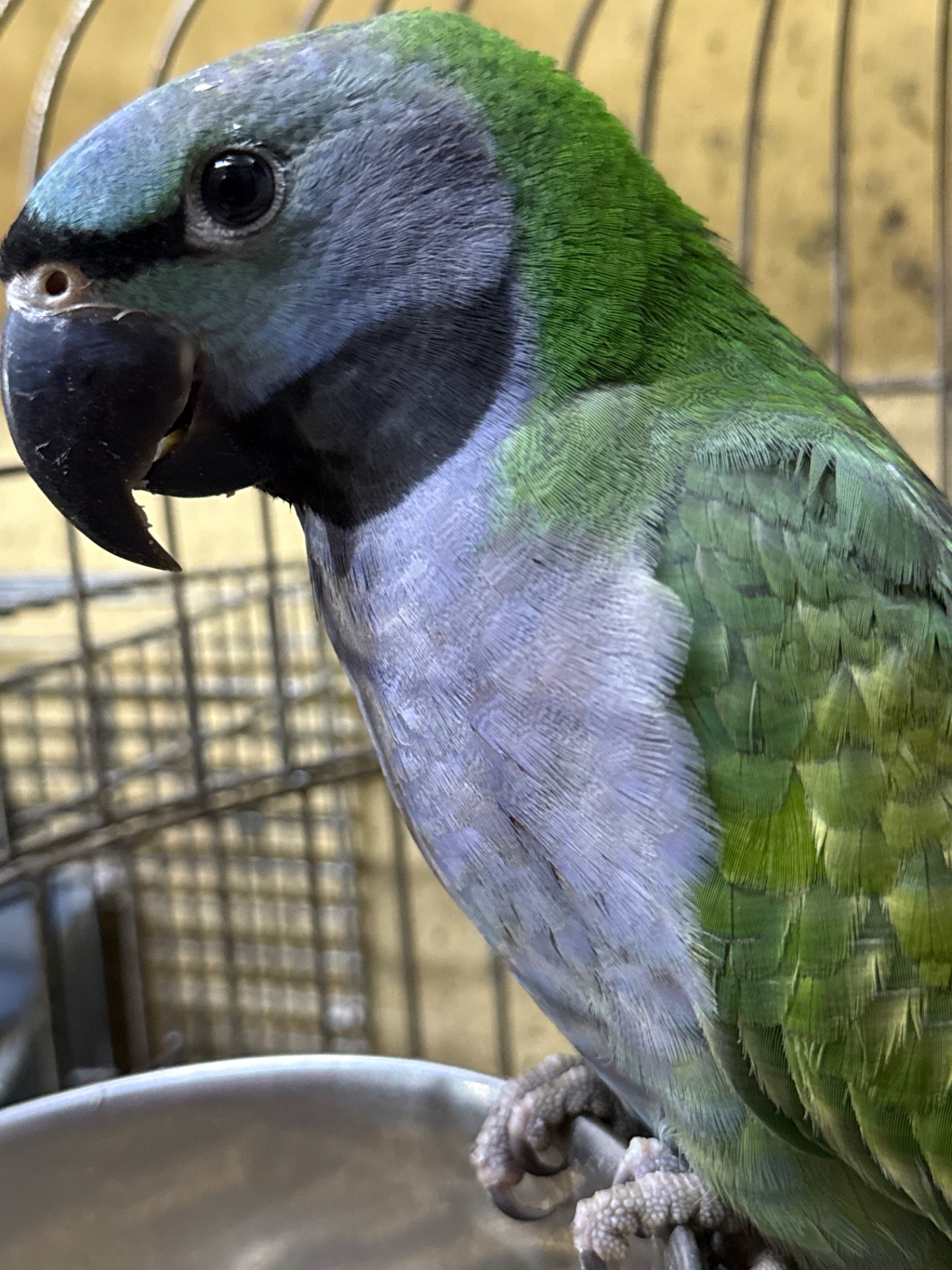 Папуга які гарно говорат Китайські намистові