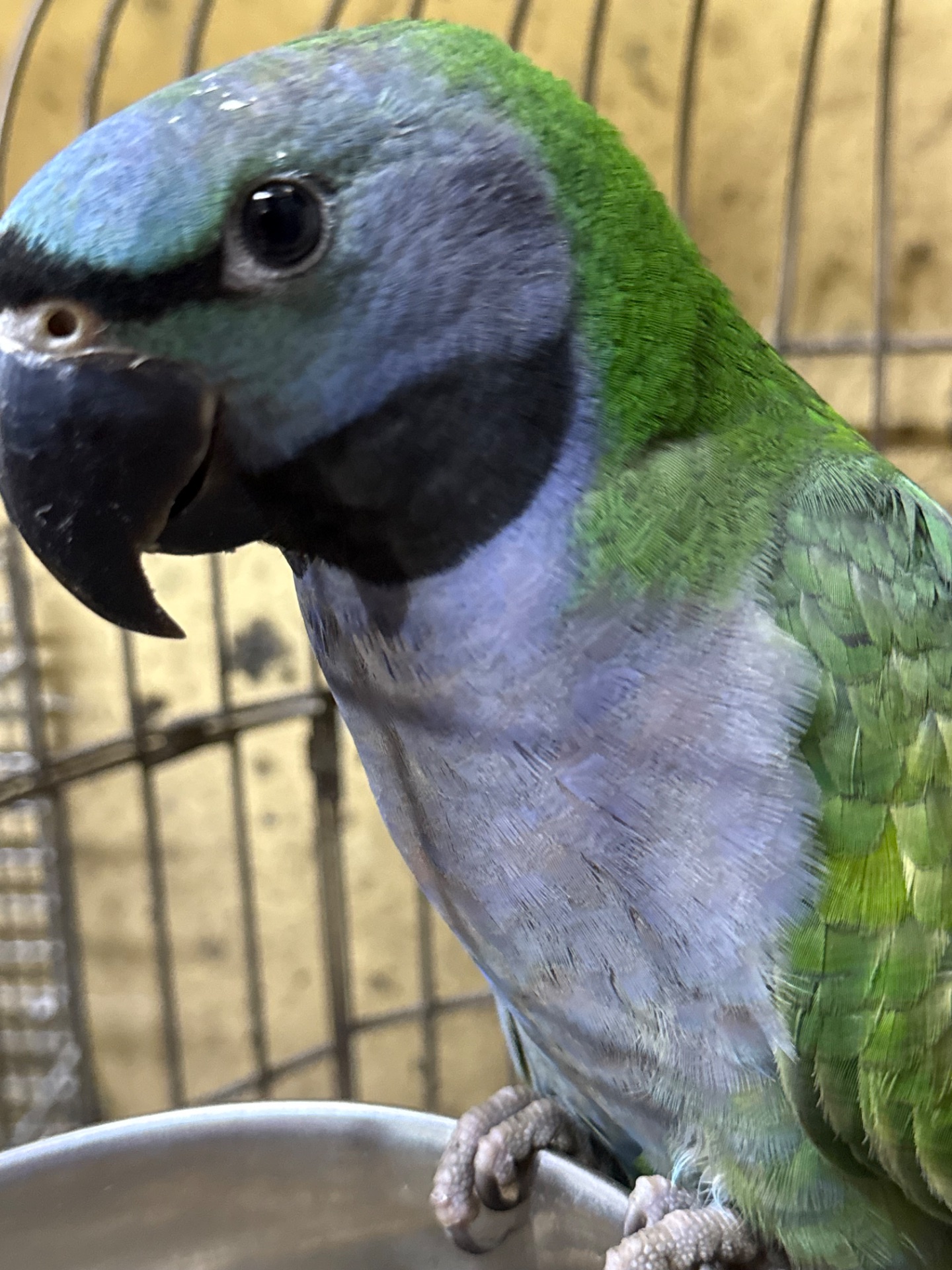 Папуга які гарно говорат Китайські намистові