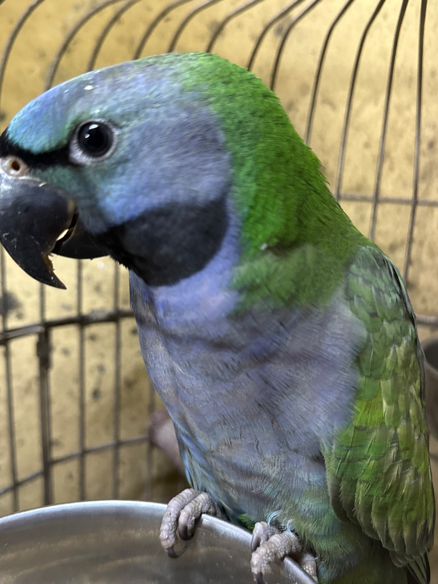 Папуга які гарно говорат Китайські намистові