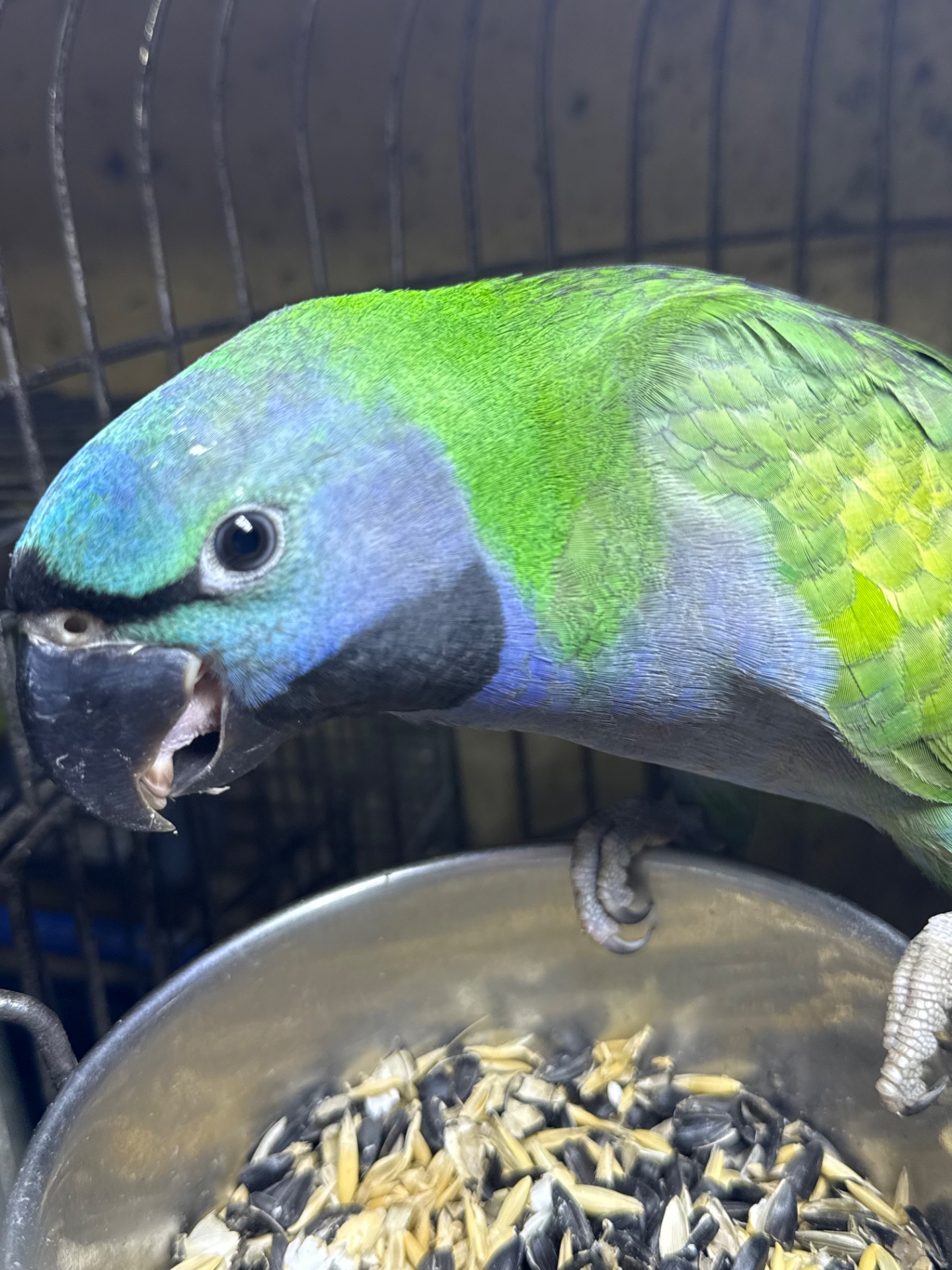 Великі та говорящі папуги Намистові Китайці