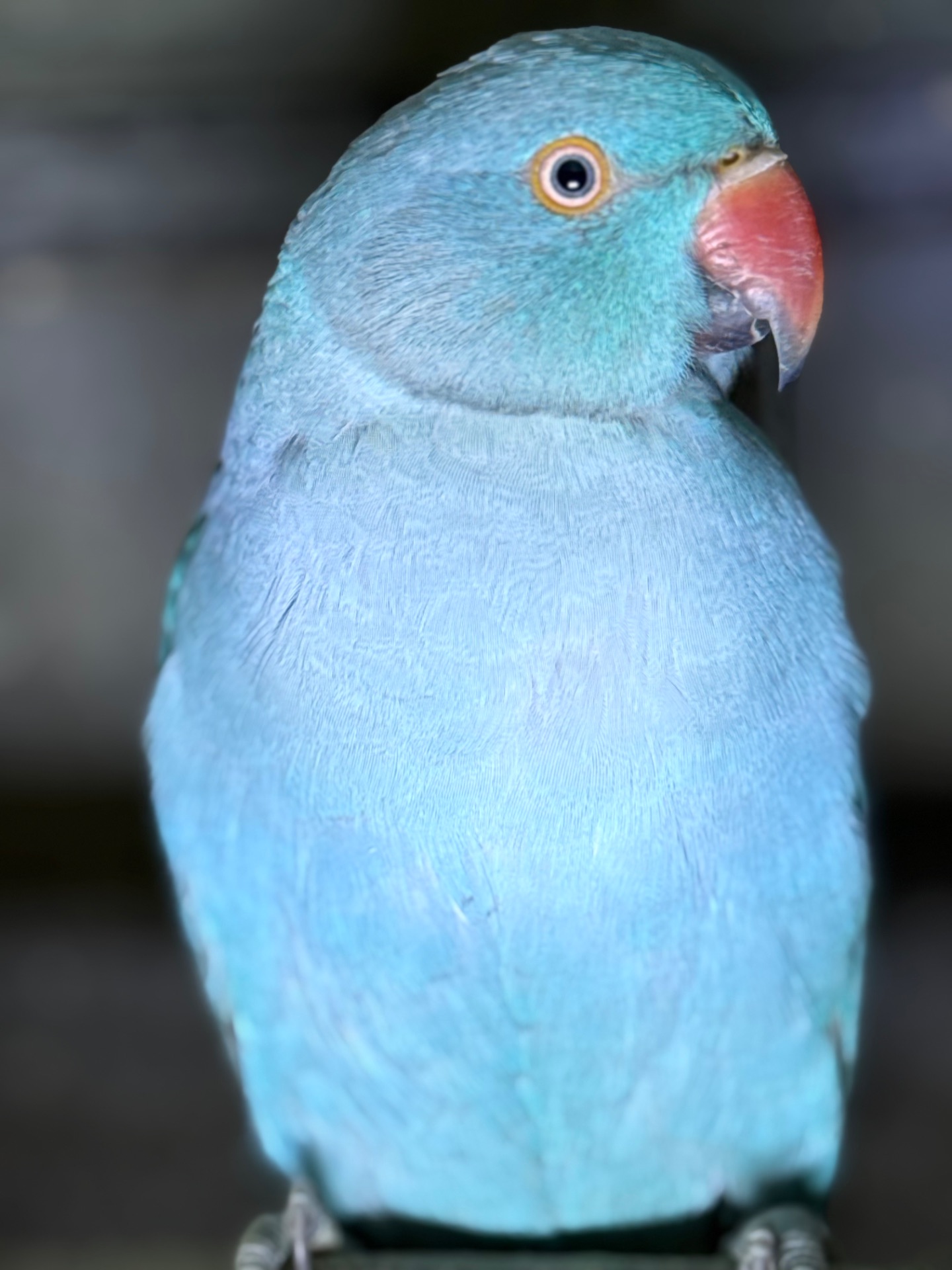 Ожерелові сині, голубі та фіолетові папуги