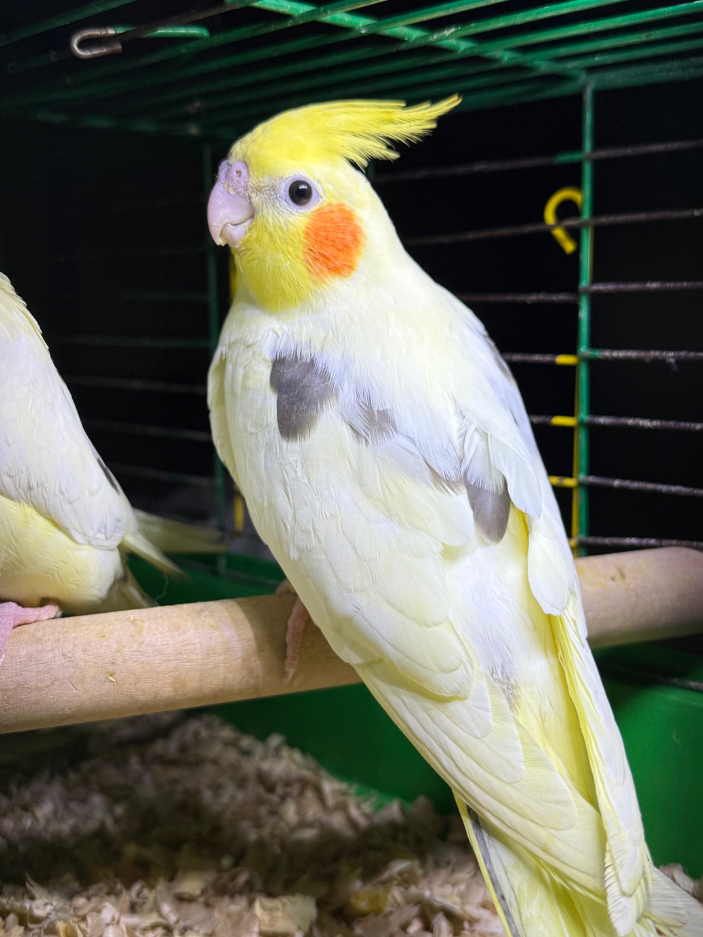 Корелла гарненькі молоді пташки