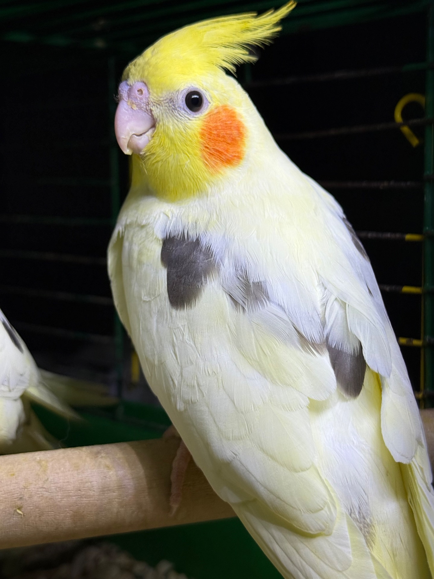 Корелла гарненькі молоді пташки