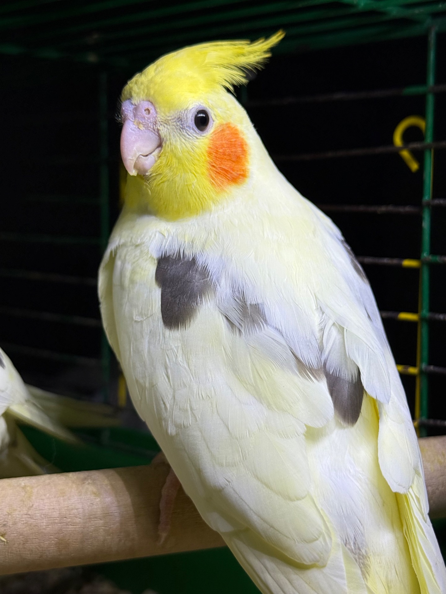 Корелла гарненькі молоді пташки