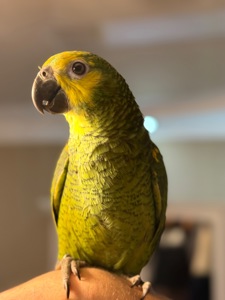 Папуга Амазон синьоокий пташенята