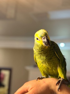 Папуга Амазон синьоокий пташенята