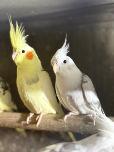 Чарівні папуги Корелла, молоді пташенята