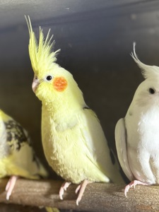 Чарівні папуги Корелла, молоді пташенята