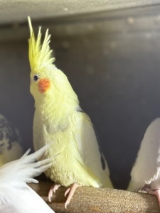 Чарівні папуги Корелла, молоді пташенята