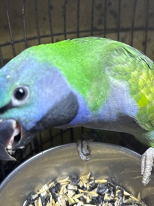 Великі та говорящі папуги Намистові Китайці