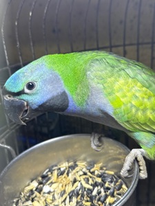 Великі та говорящі папуги Намистові Китайці