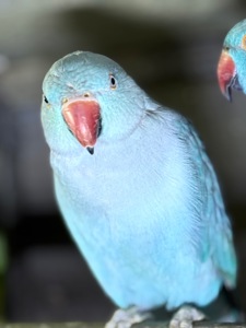 Ожерелові сині, голубі та фіолетові папуги