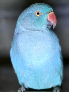 Ожерелові сині, голубі та фіолетові папуги