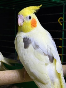 Корелла гарненькі молоді пташки