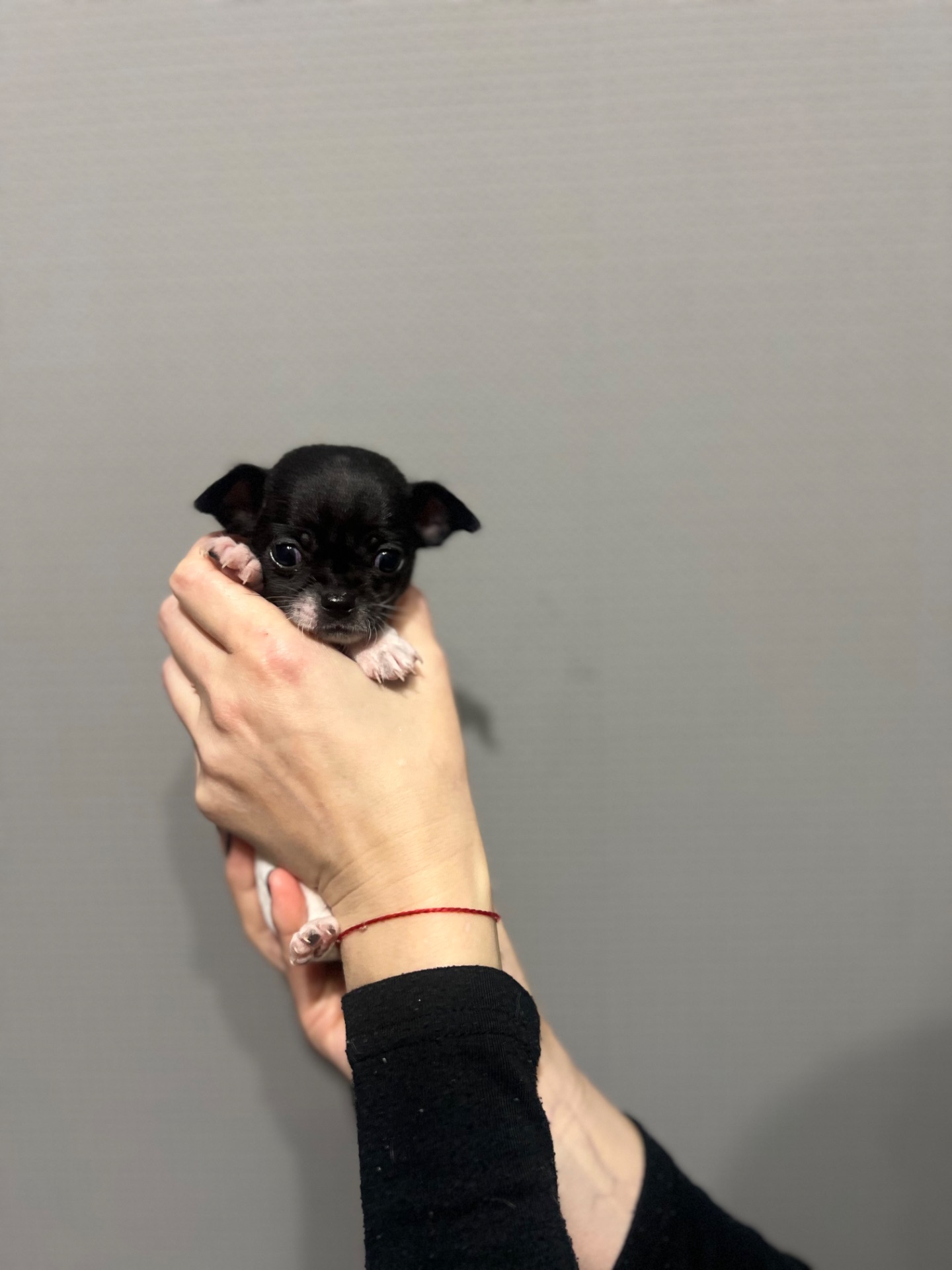 Мини дівчинка чихуахуа