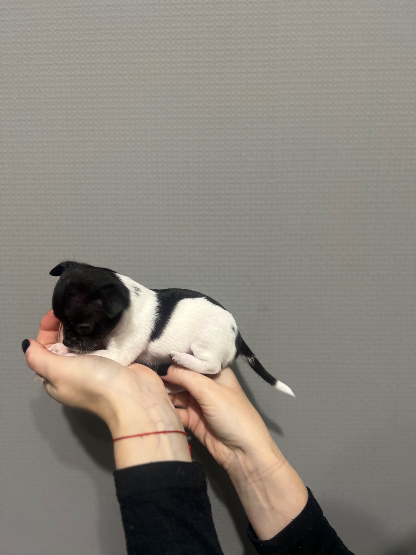 Мини дівчинка чихуахуа