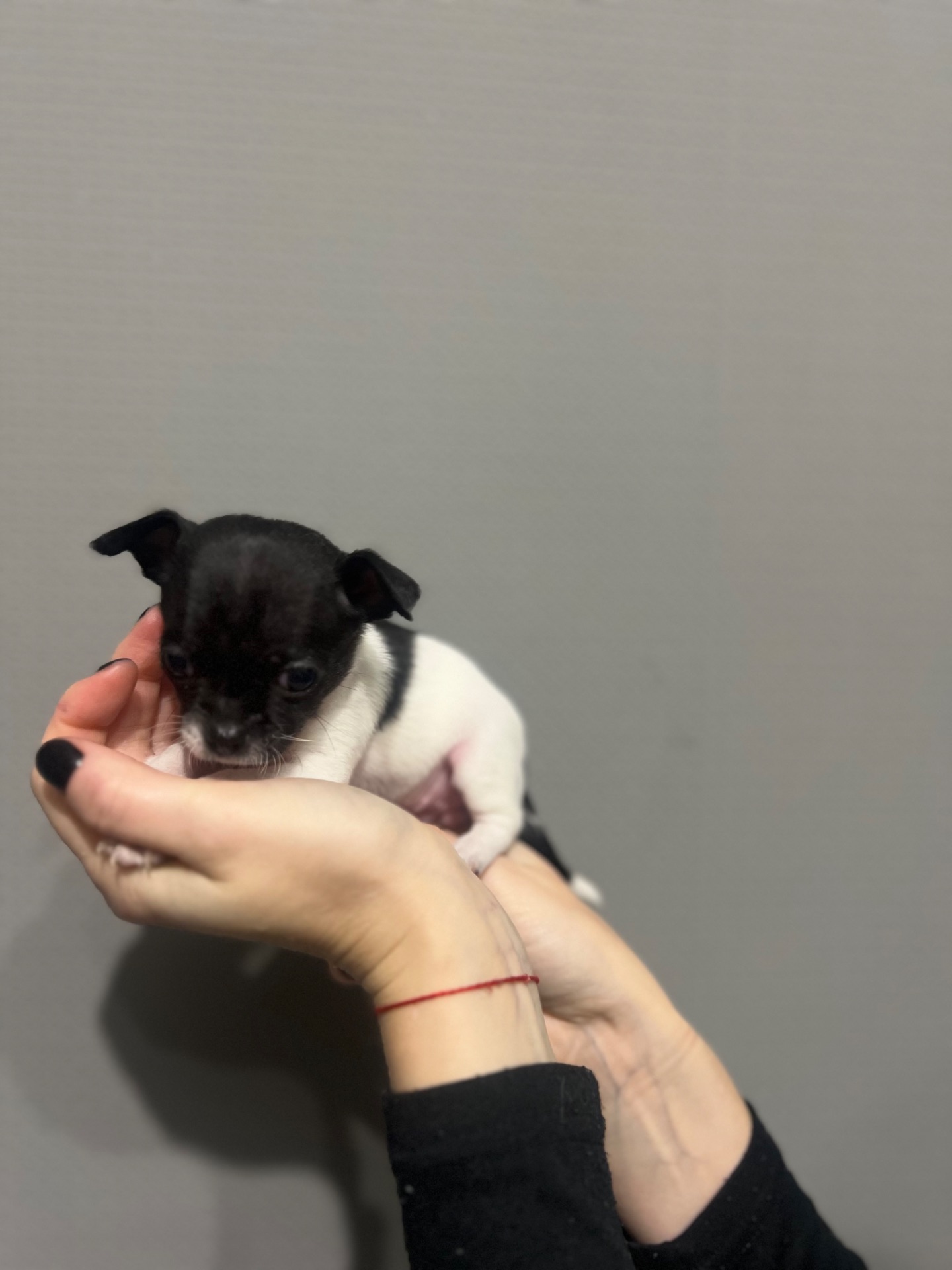 Мини дівчинка чихуахуа