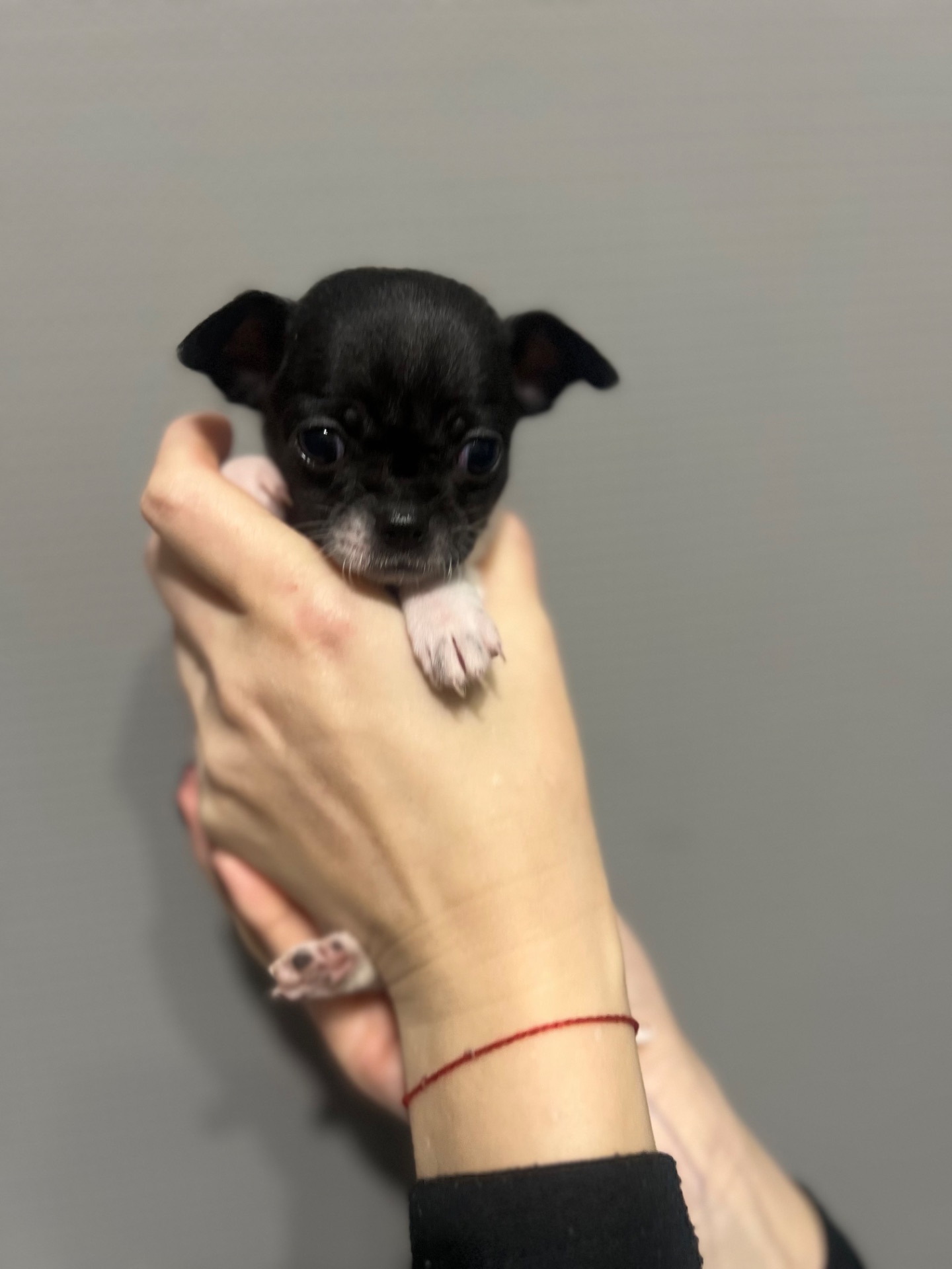 Мини дівчинка чихуахуа