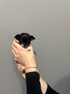 Мини дівчинка чихуахуа