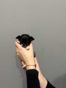 Мини дівчинка чихуахуа