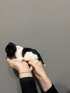 Мини дівчинка чихуахуа