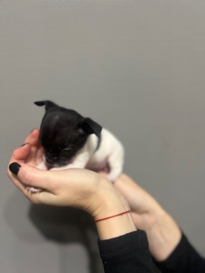 Мини дівчинка чихуахуа