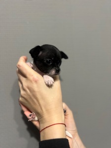 Мини дівчинка чихуахуа