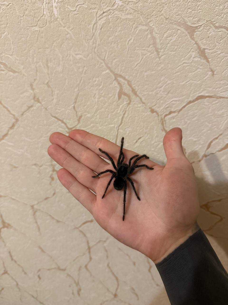 Theraphosa blondi L4-5 самка