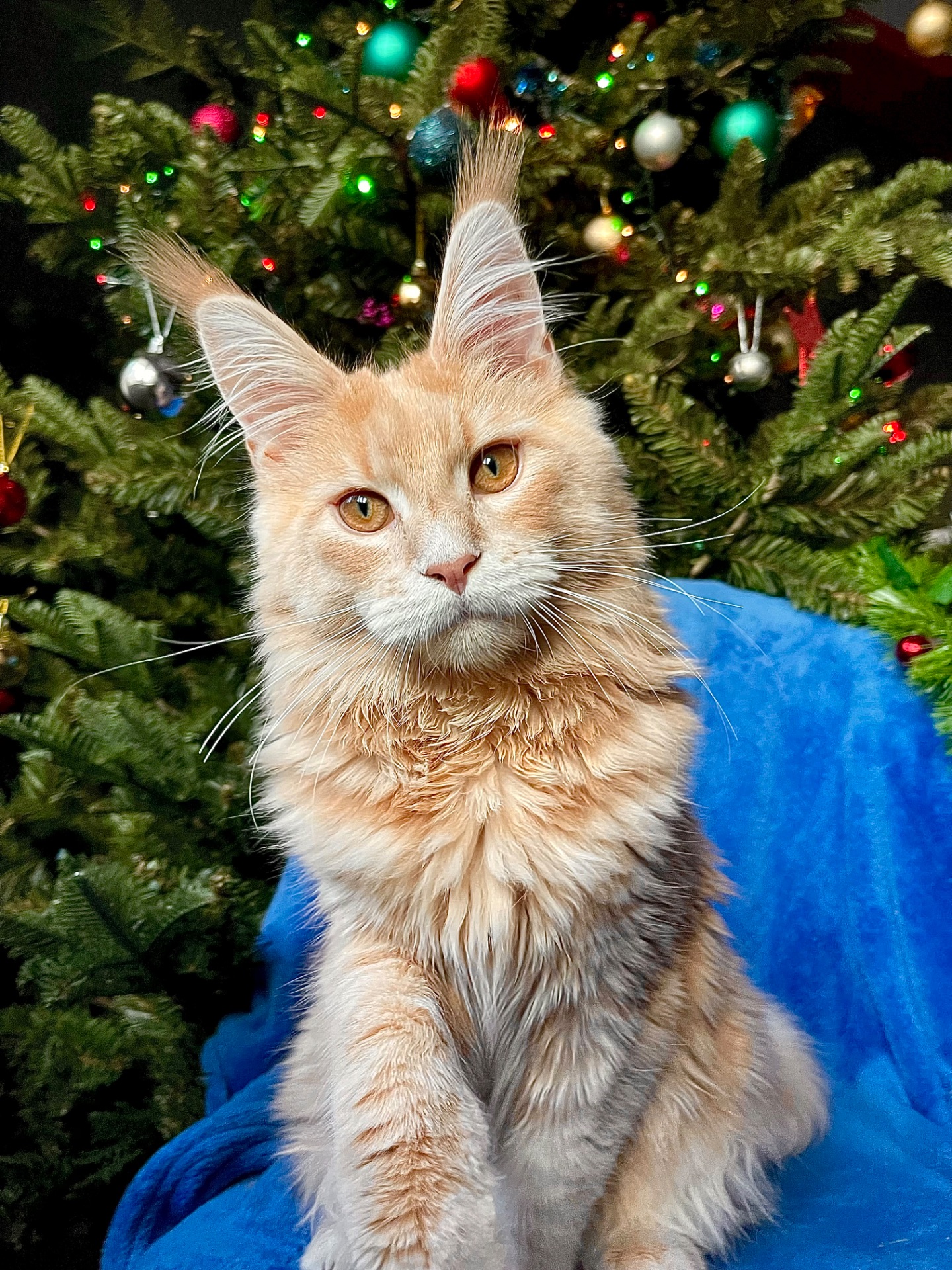 Кошеня Мейн Кун, Izum, шикарний хлопчик