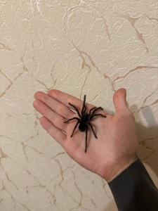 Theraphosa blondi L4-5 самка