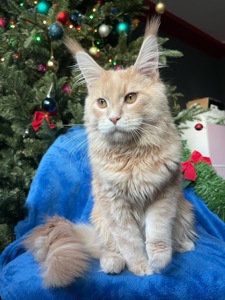 Кошеня Мейн Кун, Izum, шикарний хлопчик