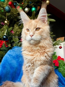 Кошеня Мейн Кун, Izum, шикарний хлопчик