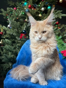 Кошеня Мейн Кун, Izum, шикарний хлопчик