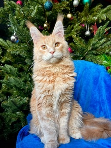 Кошеня Мейн Кун, Izum, шикарний хлопчик