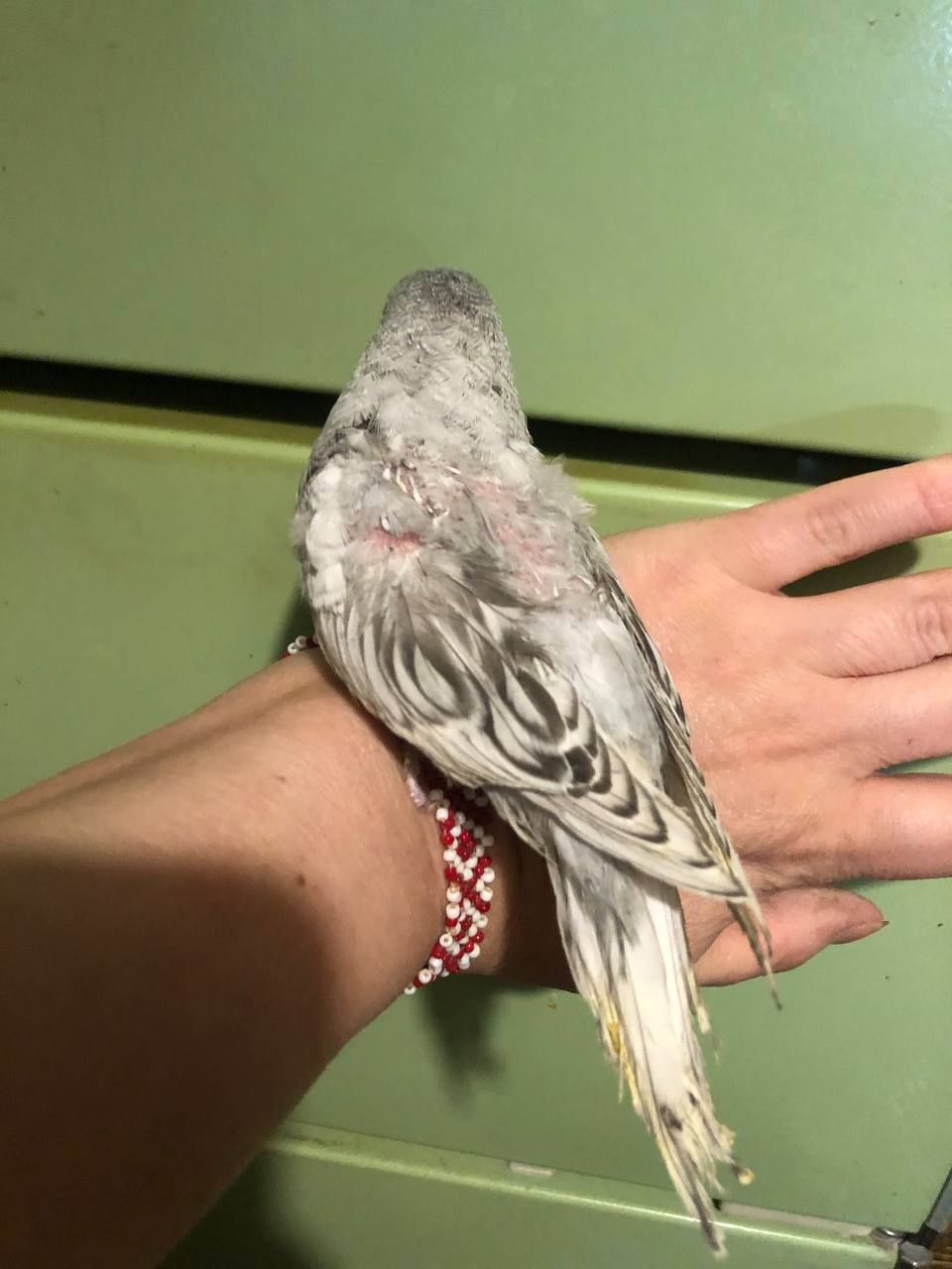 Хвилястий папужка, спенгл, напівчех