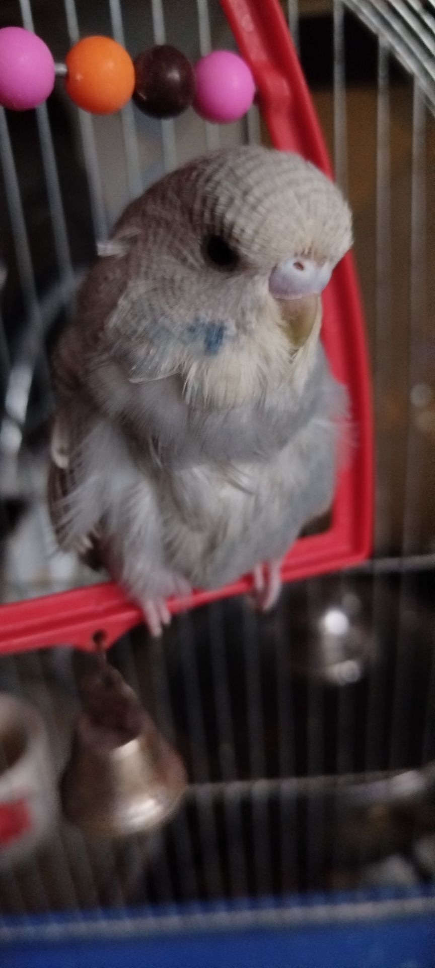 Хвилястий папужка, спенгл, напівчех