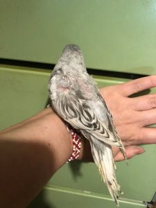 Хвилястий папужка, спенгл, напівчех