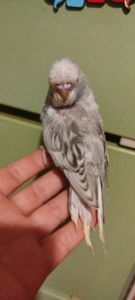 Хвилястий папужка, спенгл, напівчех