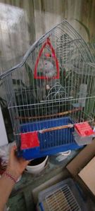 Хвилястий папужка, спенгл, напівчех