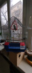 Хвилястий папужка, спенгл, напівчех