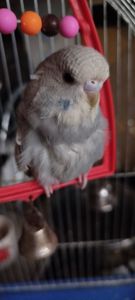 Хвилястий папужка, спенгл, напівчех