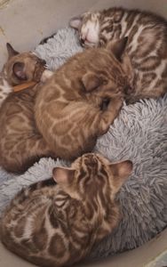 Шикарні бенгальські кошенята