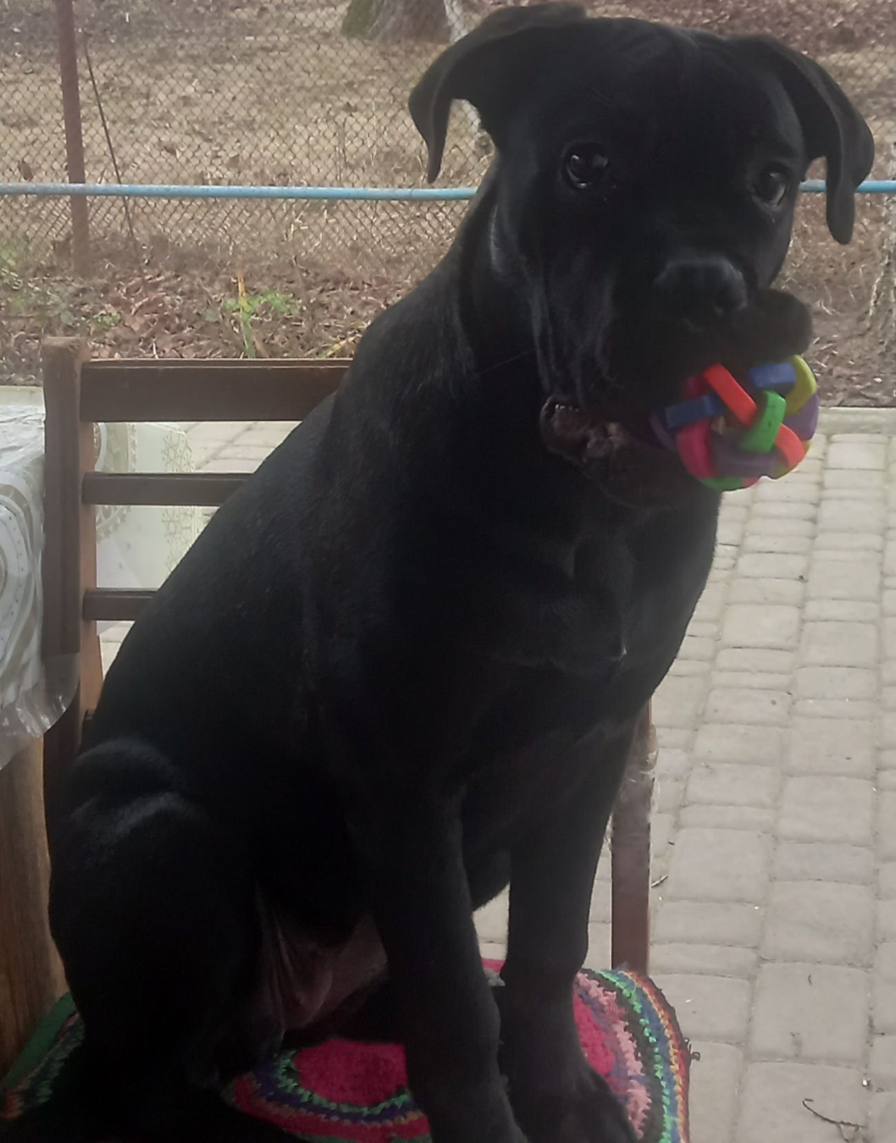 Щенок Кане-корсо 6 месяцев