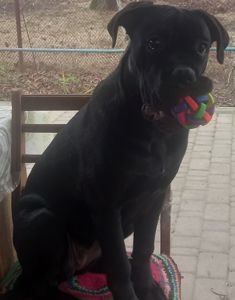 Щенок Кане-корсо 6 месяцев